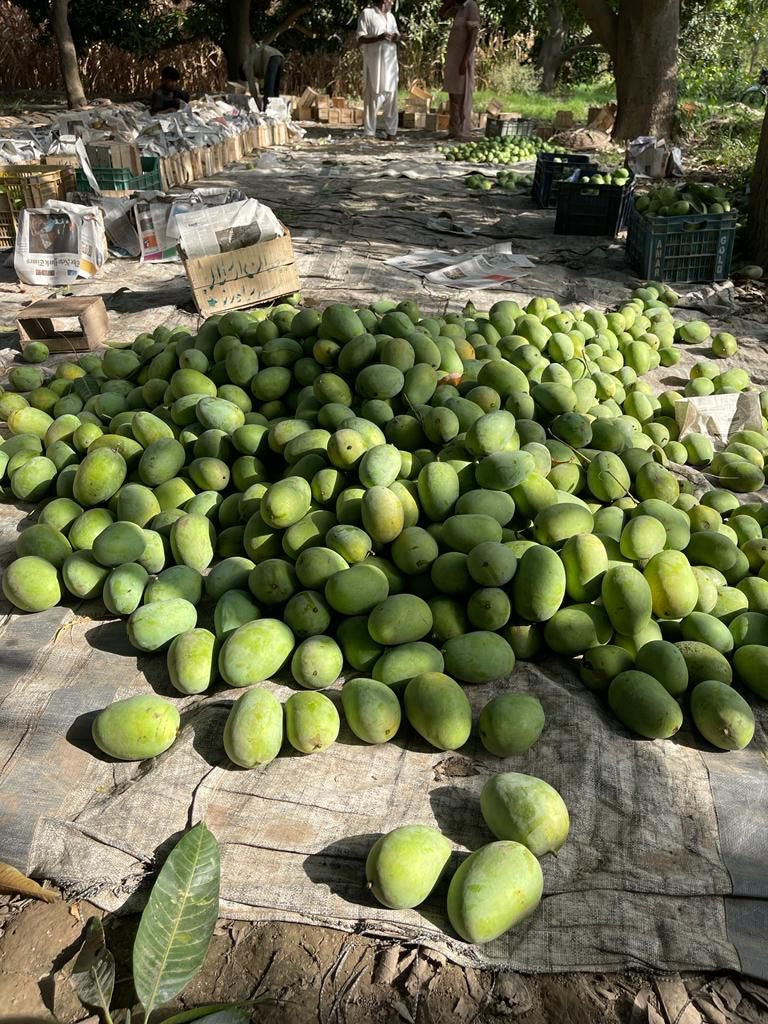 Premium Export Quality Multani Anwer ratol (10 kg)