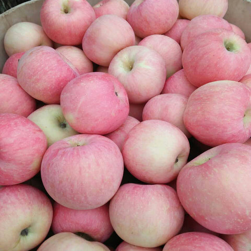 Fresh Apples (Gacha) 10Kg