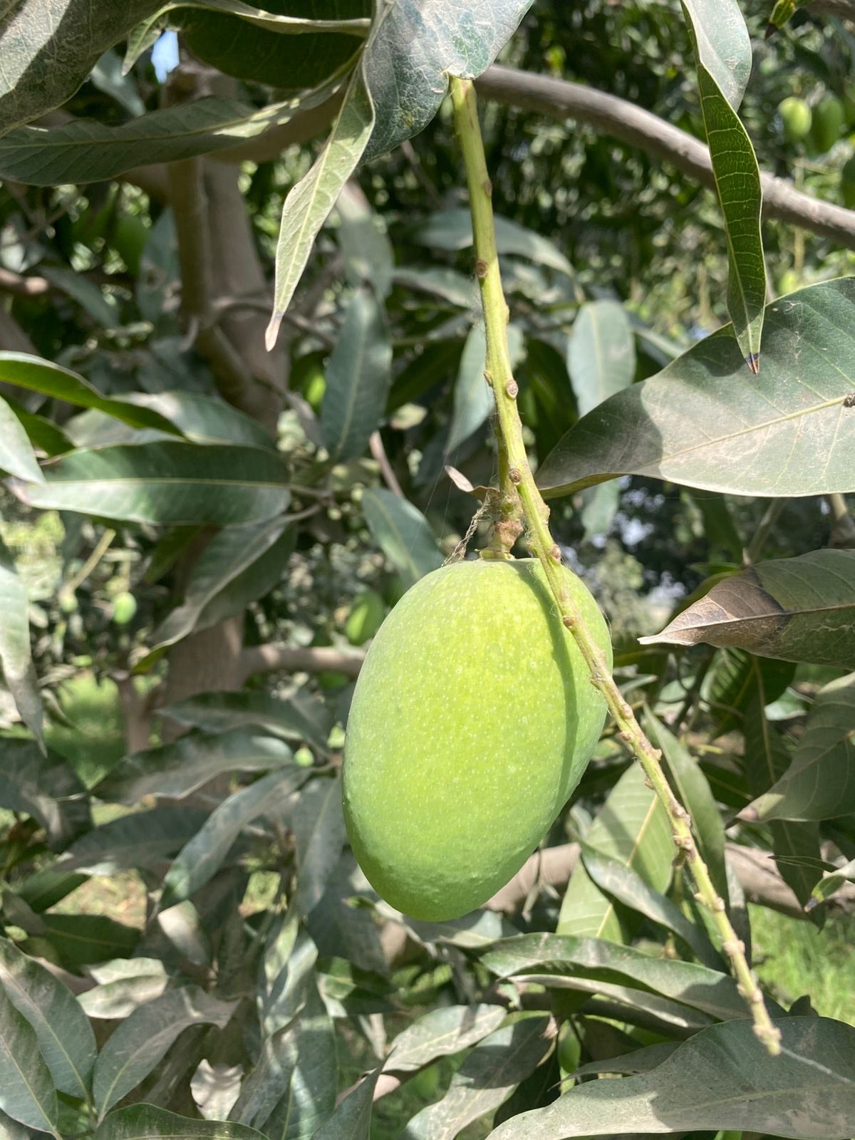 Premium Export Quality Multani Anwer ratol (10 kg)