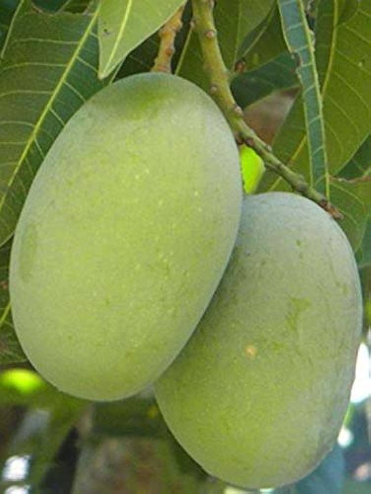 Multani Original Export Quality White Chounsa (10Kg)