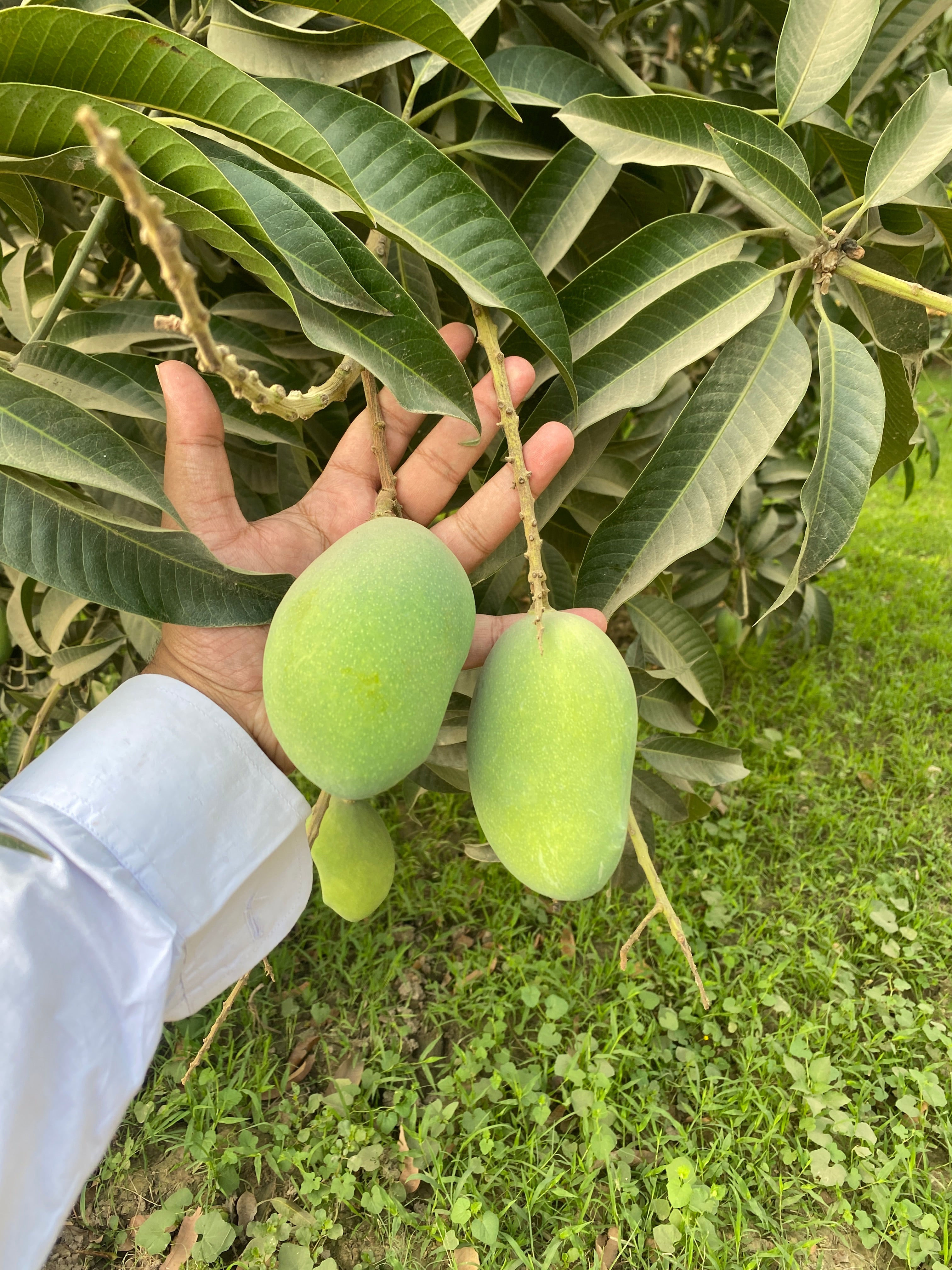 Multani Original Export Quality White Chounsa (10Kg)