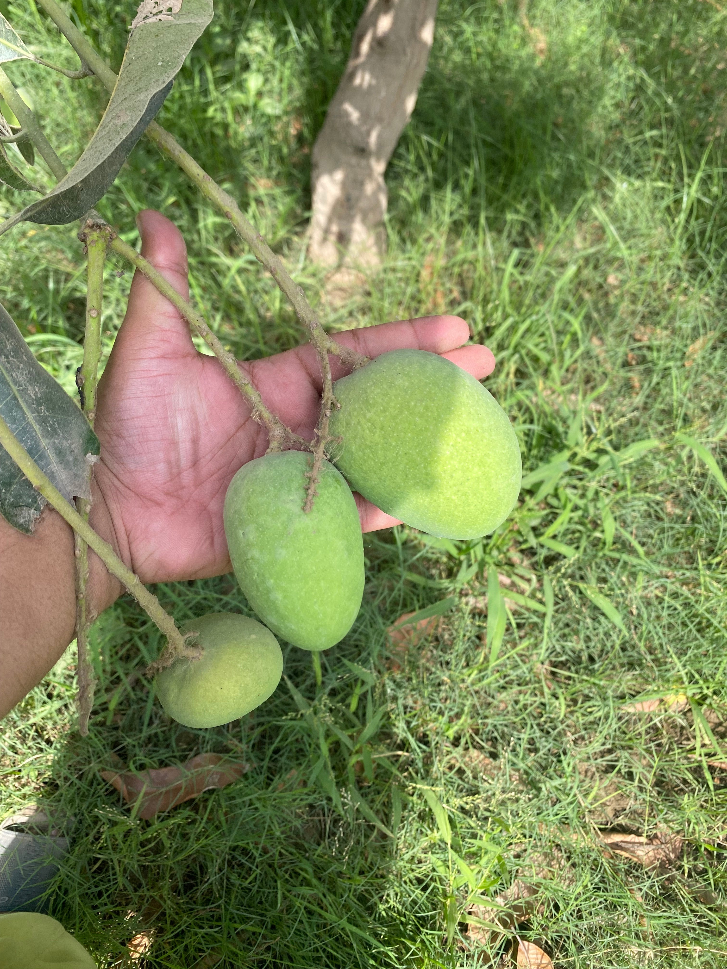 Premium Export Quality Multani Anwer ratol (10 kg)