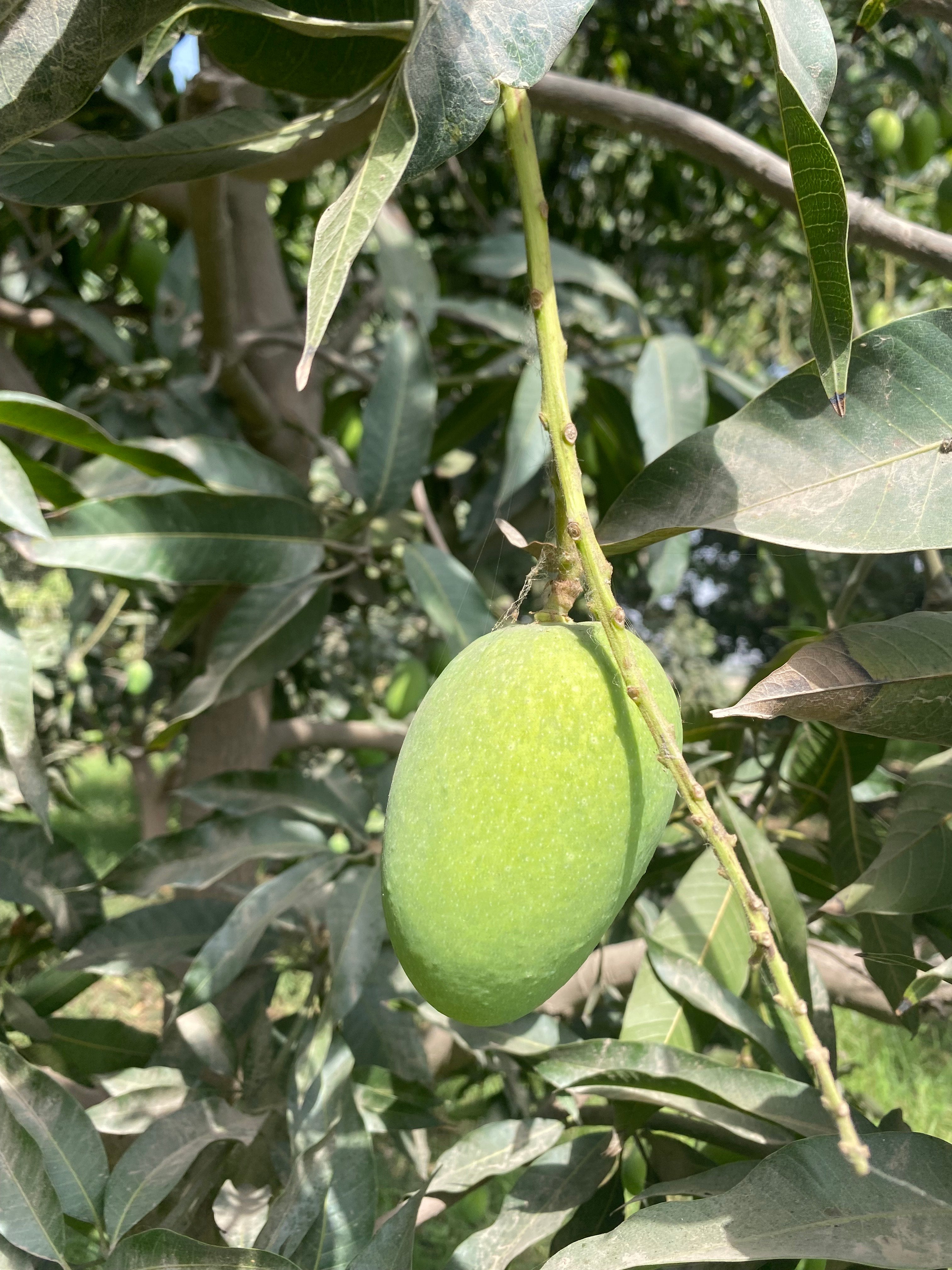 Premium Export Quality Multani Anwer ratol (10 kg)