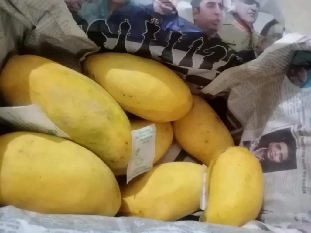 Premium Export Quality Sindhri Mangoes (10Kg)