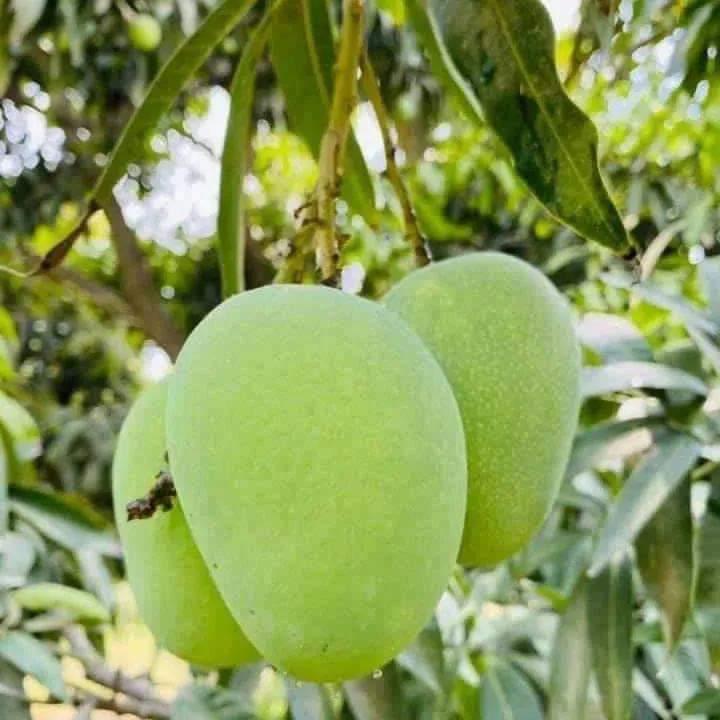 Premium Export Quality Multani Anwer ratol (10 kg)