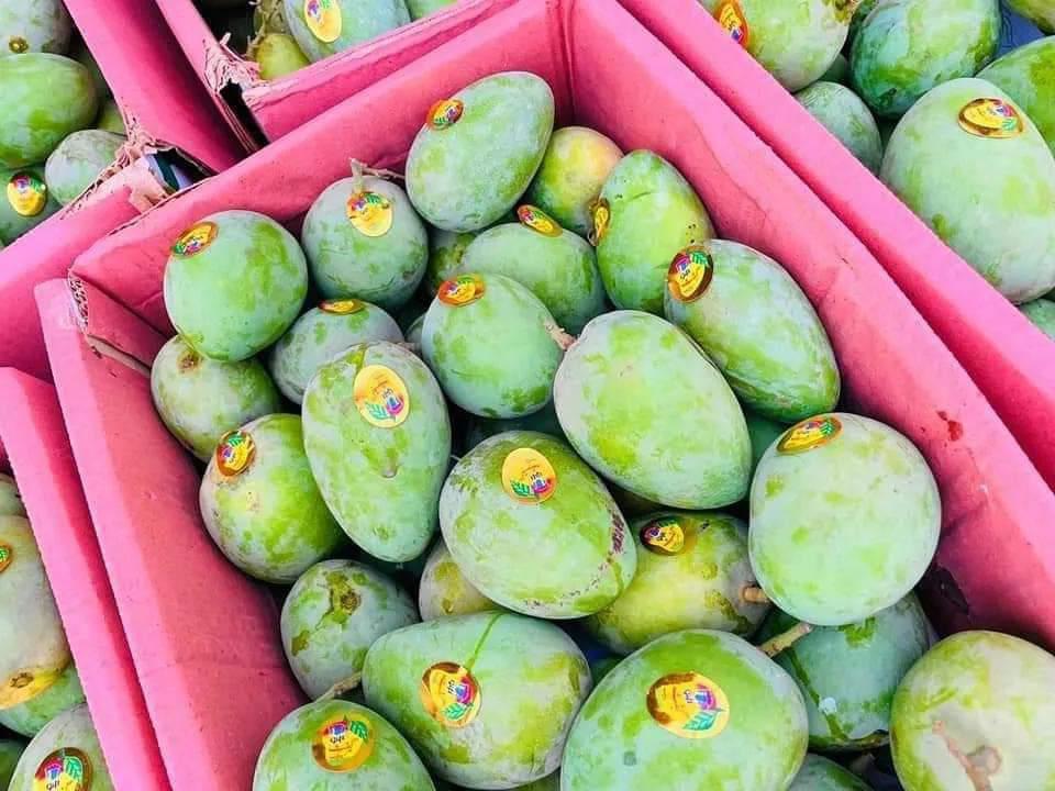 Premium Export Quality Multani Anwer ratol (10 kg)