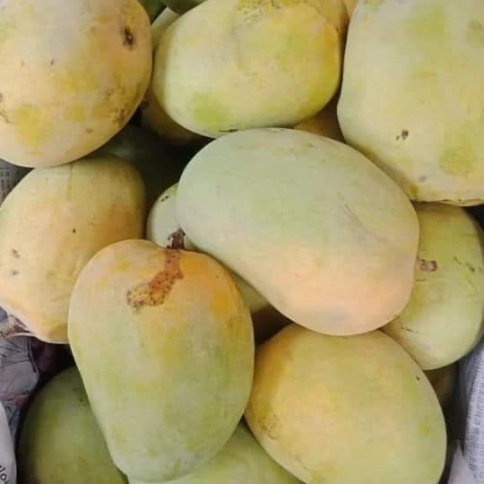 Premium Export Quality Multani Anwer ratol (10 kg)