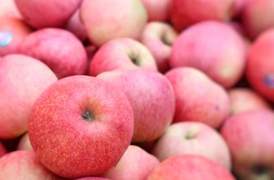 Fresh Apples (Gacha) 10Kg