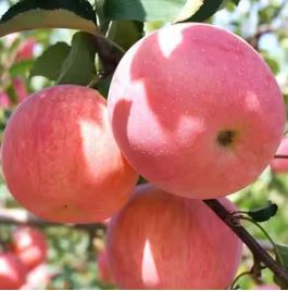 Fresh Apples (Gacha) 10Kg