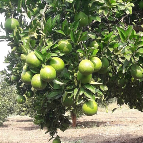 Fresh Sweet Lime (Mithey) 10kg