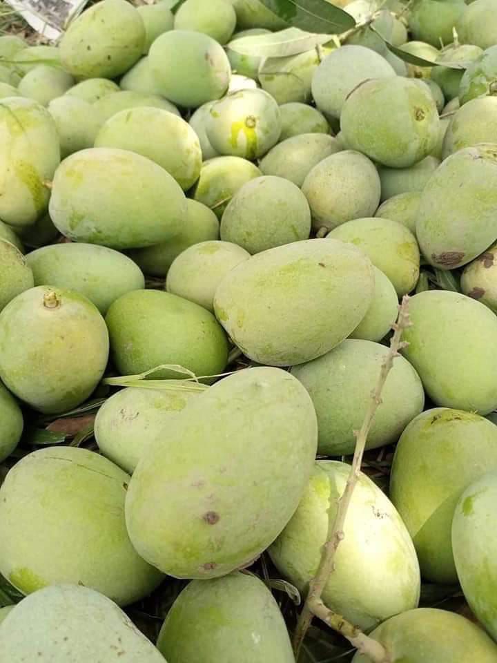 Premium Export Quality Multani Anwer ratol (10 kg)