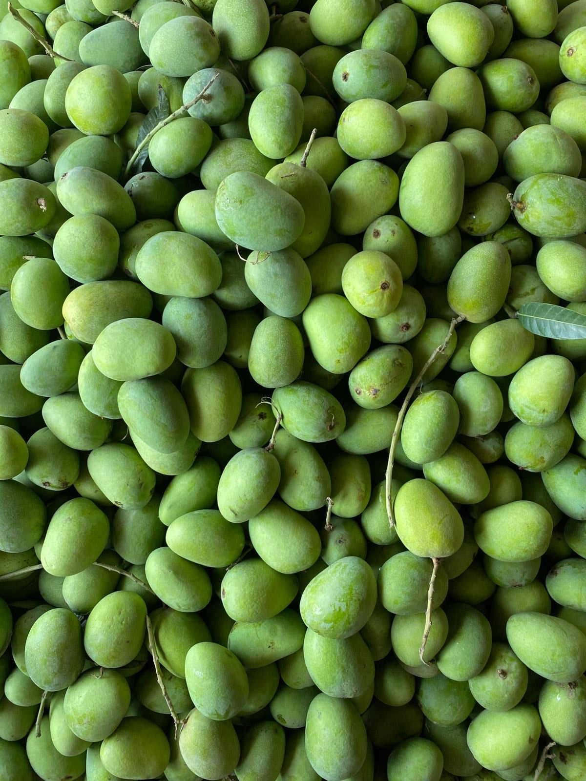 Premium Export Quality Multani Anwer ratol (10 kg)
