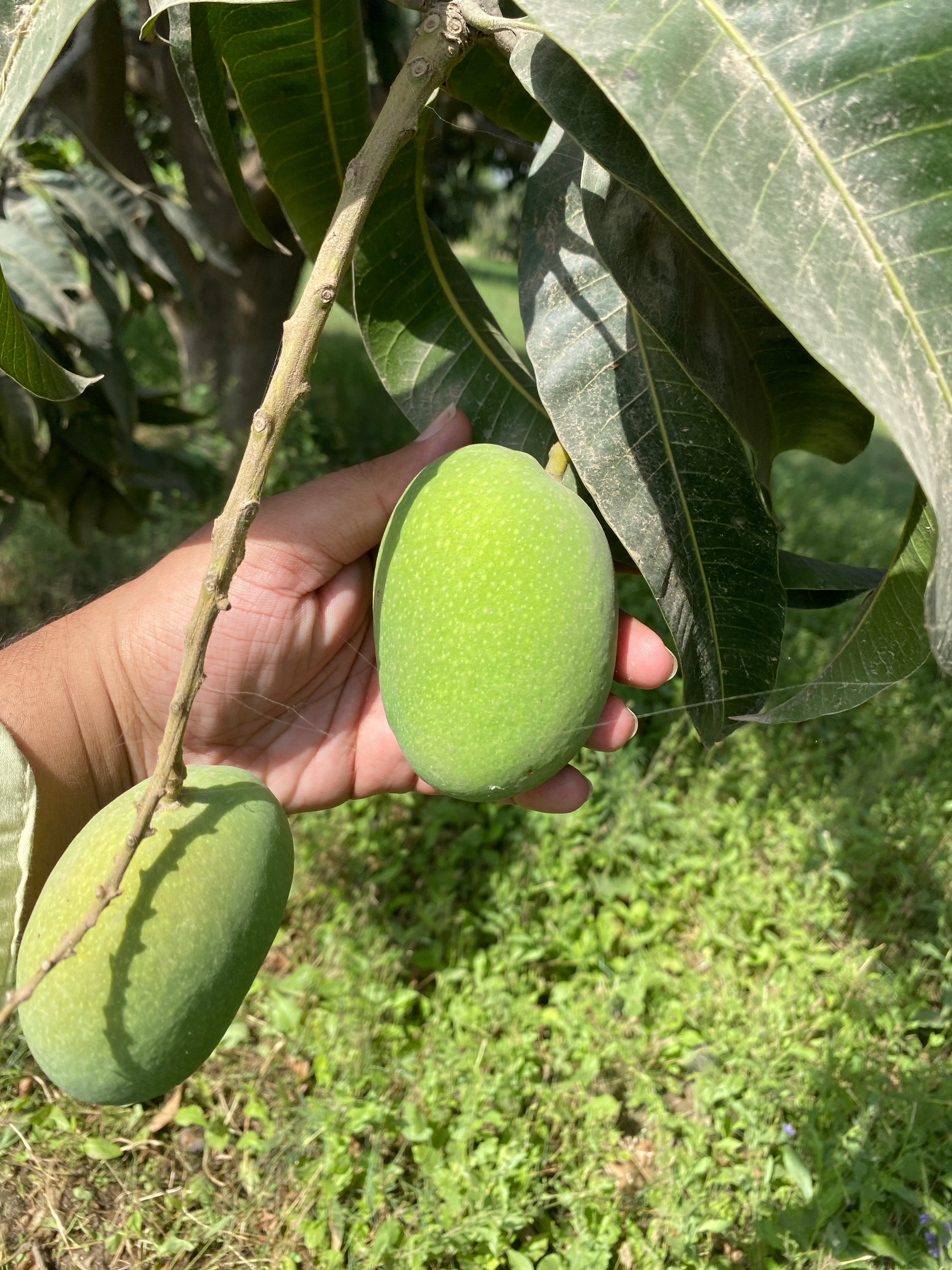 Premium Export Quality Multani Anwer ratol (10 kg)