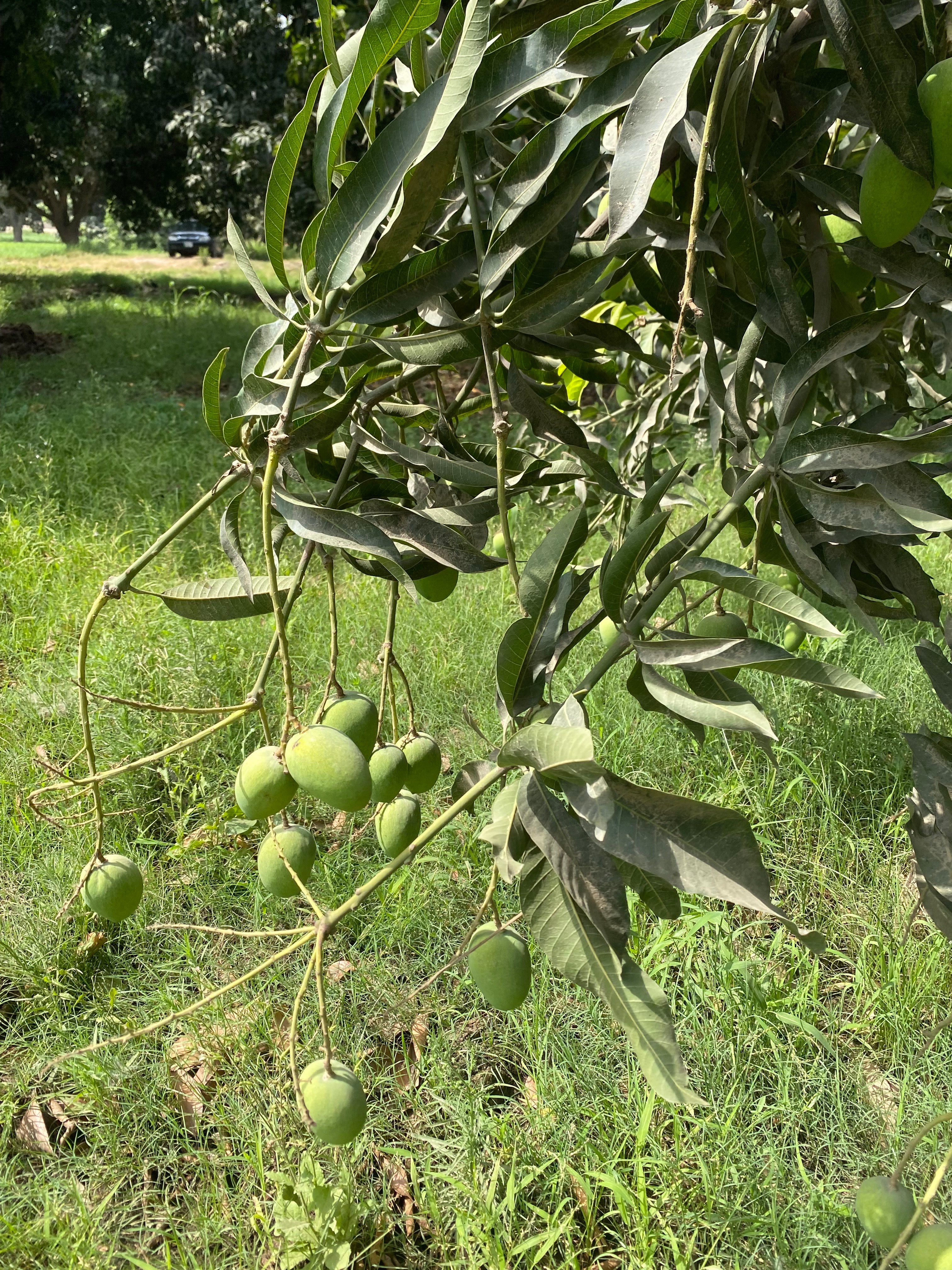 Premium Export Quality Multani Anwer ratol (10 kg)