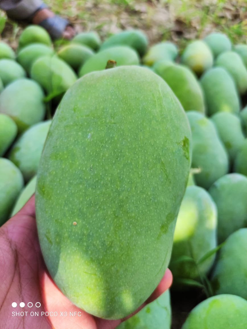 Multani Original Export Quality White Chounsa (10Kg)