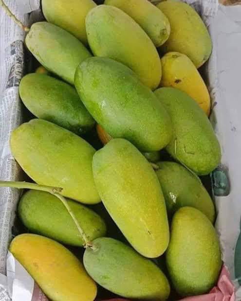Premium Export Quality Dusheri Mangoes (10Kg)