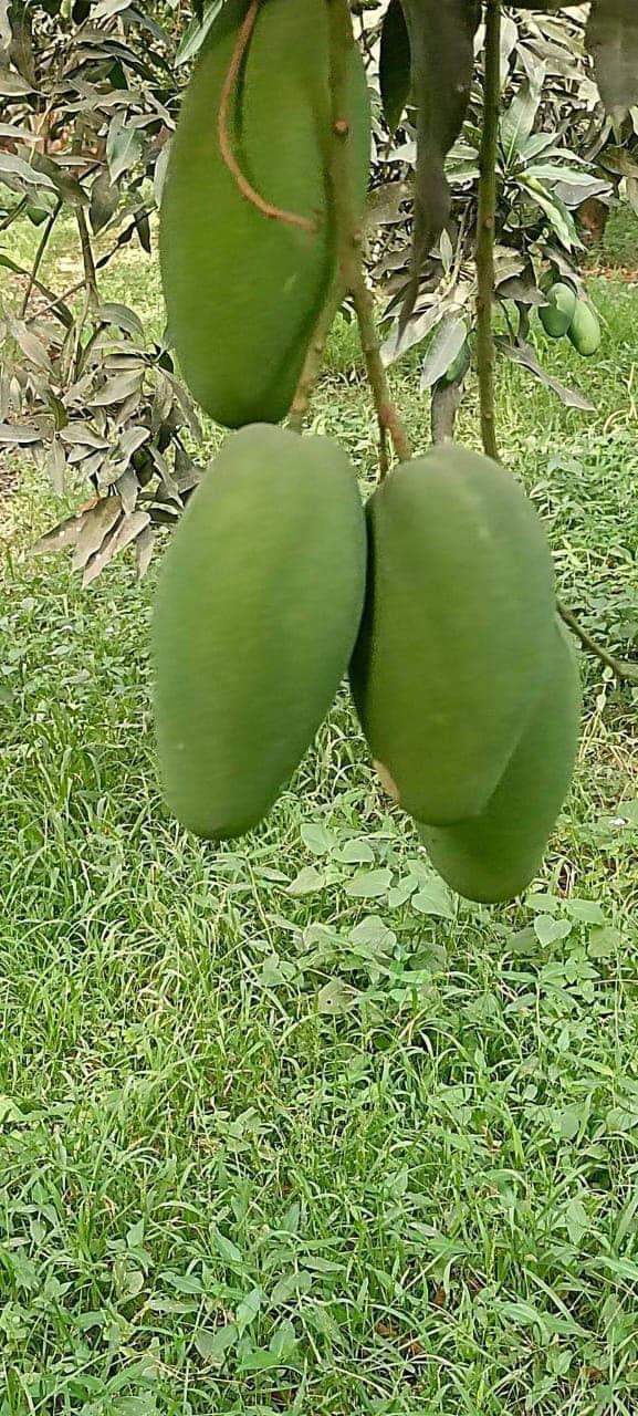 Premium Export Quality Dusheri Mangoes (10Kg)