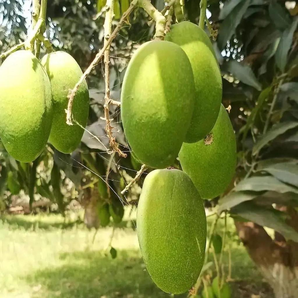 Premium Export Quality Dusheri Mangoes (10Kg)