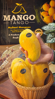 Premium Quality Sindhri Mangoes - Export Quality | Mango Tango