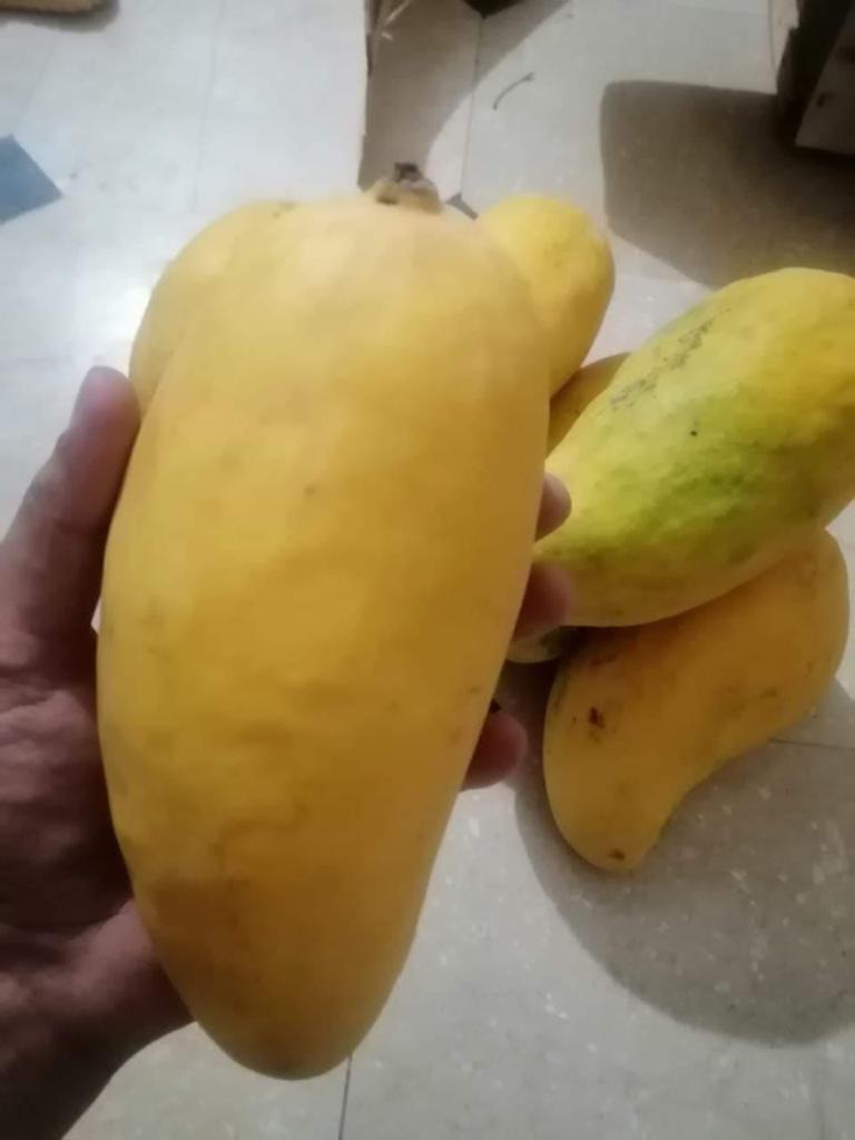 Premium Export Quality Sindhri Mangoes (10Kg)