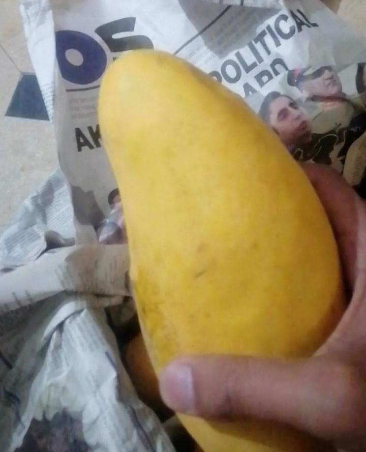 Premium Export Quality Sindhri Mangoes (10Kg)