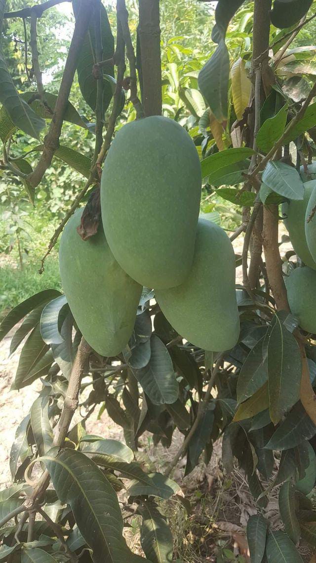 Multani Export Quality NawabPuri Chounsa (10Kg)