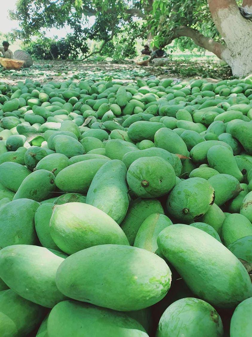 Premium Export Quality Sindhri Mangoes (10Kg)