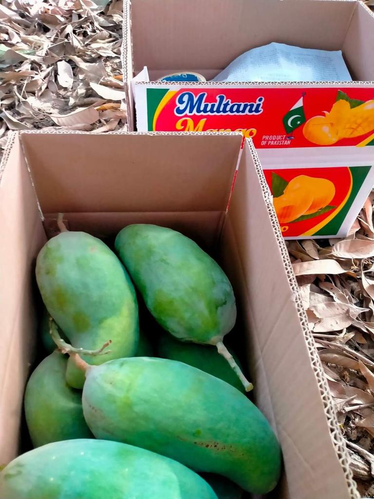 Premium Export Quality Sindhri Mangoes (10Kg)