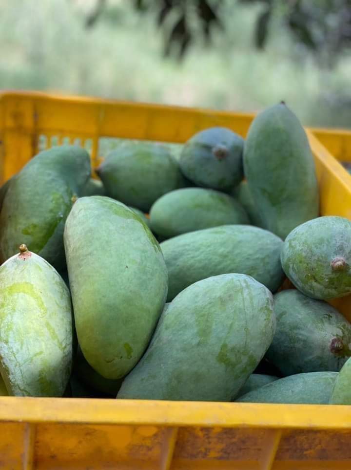 Premium Export Quality Sindhri Mangoes (10Kg)