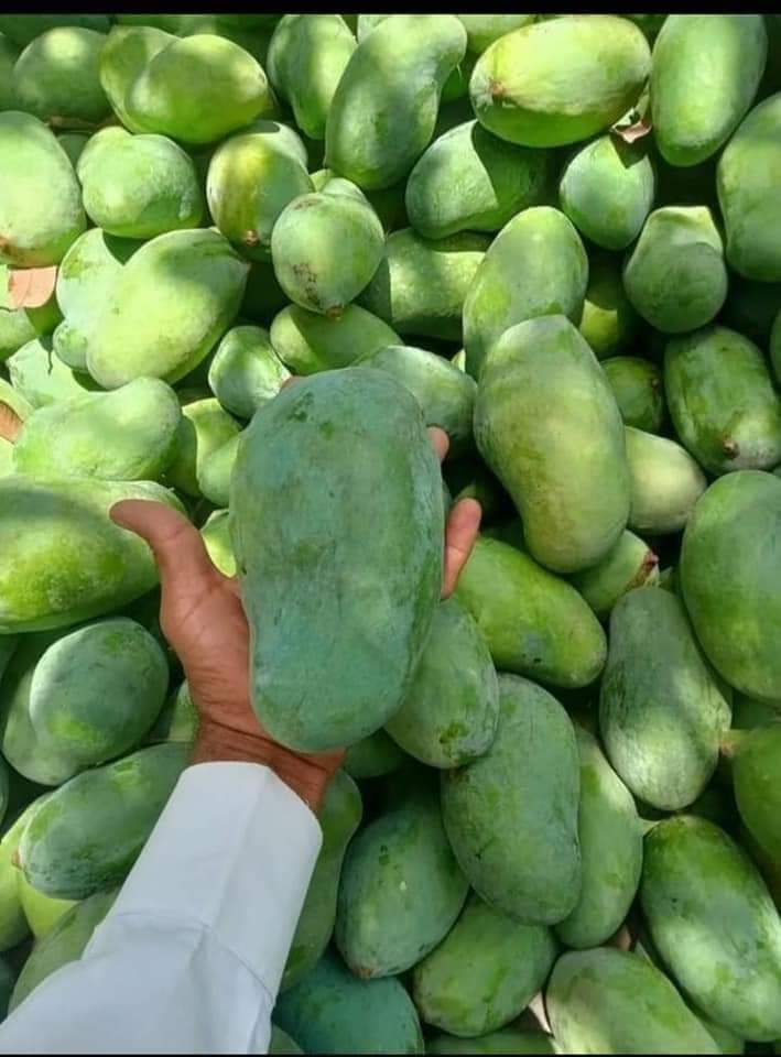 Premium Export Quality Sindhri Mangoes (10Kg)