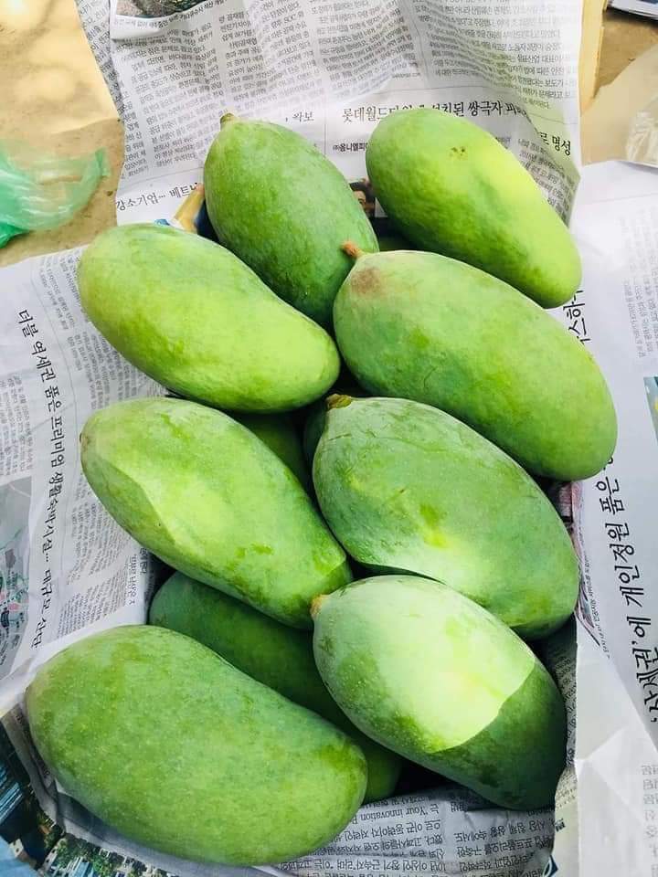 Premium Export Quality Sindhri Mangoes (10Kg)
