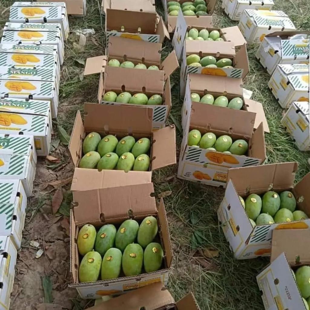 Multani Export Quality Royal Chounsa (10kg)