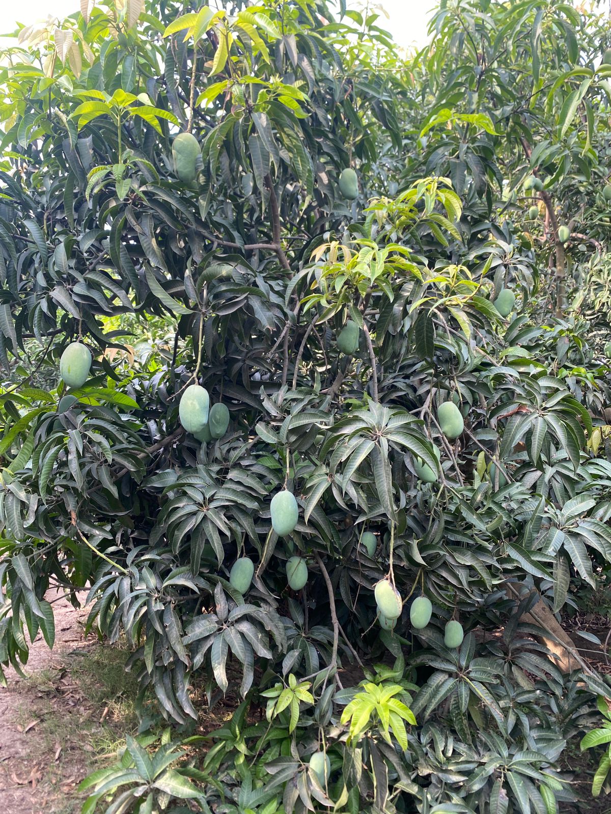 Multani Original Export Quality White Chounsa (10Kg)