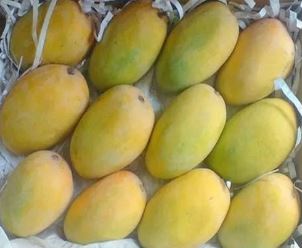 Multani Original Export Quality White Chounsa (10Kg)