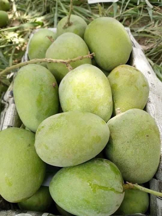 Premium Export Quality Multani Anwer ratol (10 kg)
