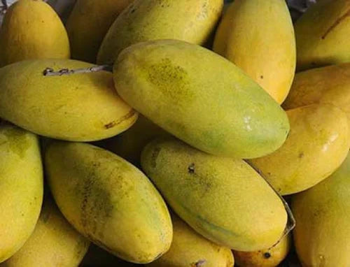 Premium Export Quality Dusheri Mangoes (10Kg)