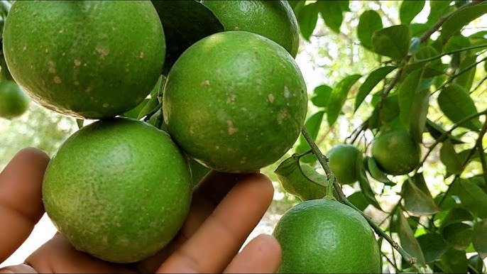 Fresh Sweet Lime (Mithey) 10kg