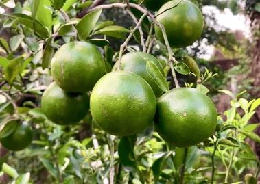 Fresh Sweet Lime (Mithey) 10kg